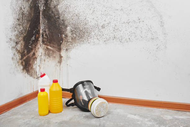 Best Affordable Mold Removal  in Mercerville, NJ