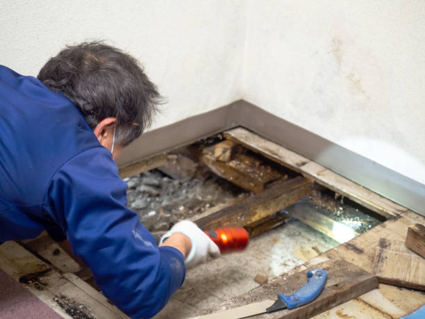 Mold Removal Process in Mercerville, NJ