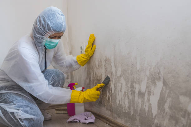 Best Mold Removal Near Me  in Mercerville, NJ