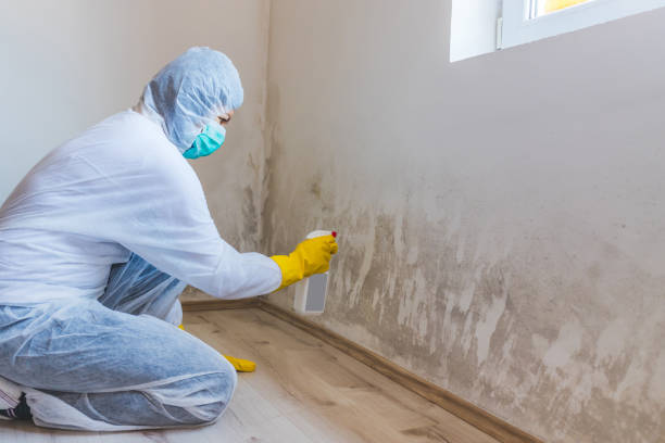Home Mold Removal in Mercerville, NJ
