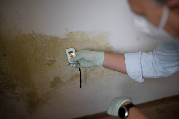 Best Fast Mold Removal  in Mercerville, NJ