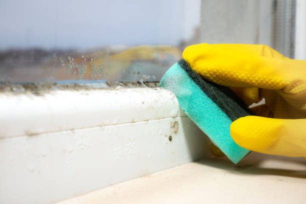 Best Emergency Mold Removal  in Mercerville, NJ