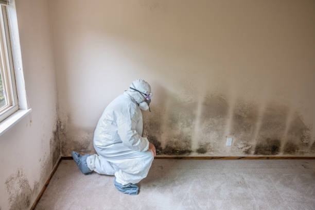 Best Commercial Mold Removal  in Mercerville, NJ