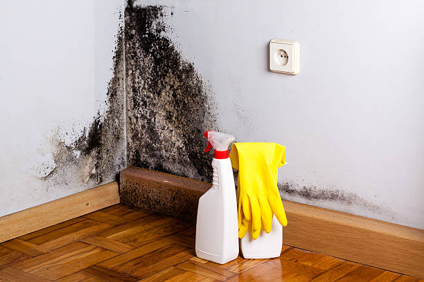 Mercerville, NJ Mold Removal Company