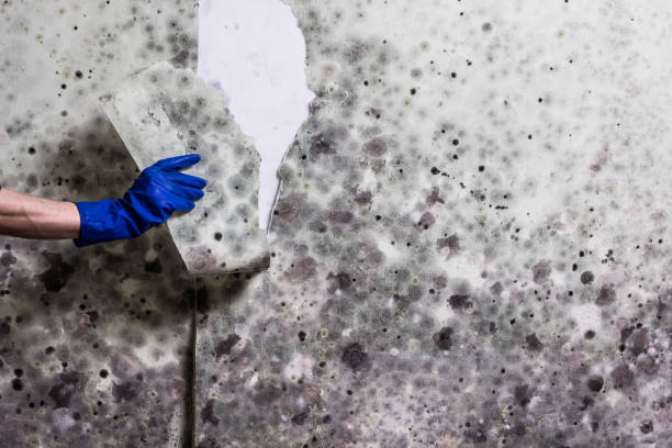 Best Best Mold Removal Companies  in Mercerville, NJ